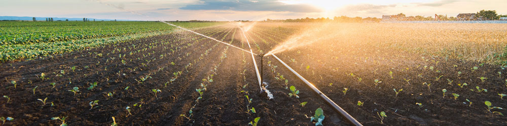 Crops Being Watered